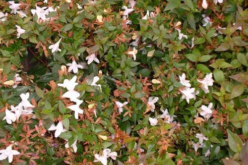 Le migliori essenze per le siepi e aiuole: l’abelia floribunda prostrata