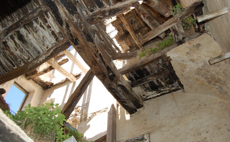 Diagnostica delle Strutture Lignee